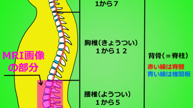 脊柱図解