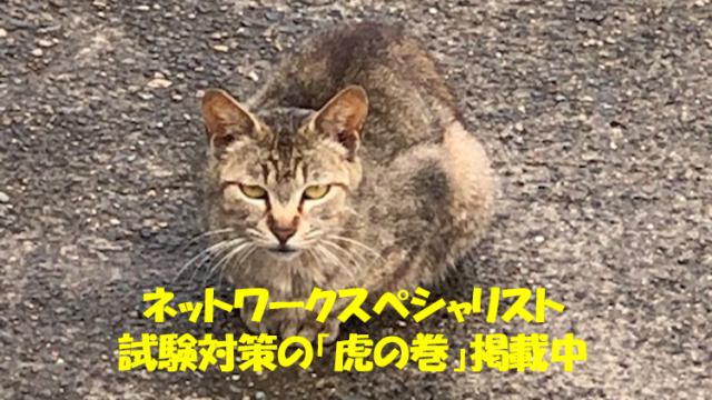 ねこ３