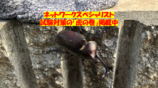 カブトムシ